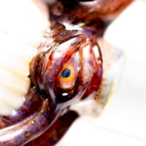 Shop Salt - 18mm Earwig Slide - Amber in australian