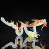 Shop Adolescent Taoist Dragon Pipe in australian