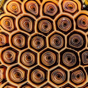 Shop 3" Large Honeycomb Drip Pendant w/ Custom Millifiori Joe P Glass in australian