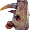 Shop Clear Belly Rhino Rig Addison Hanna in australian