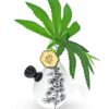 Shop Love Bud Vase Bong in australian